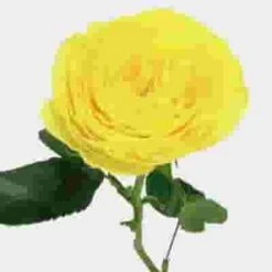 Garden Rose Lemon Pompom Yellow