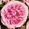 Garden Rose Miranda Pink -Flower Plants Sales 2024 06400A Garden Rose Miranda Pink