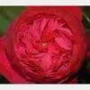 Garden Rose Piano Red 1 Garden Rose Piano Red -Flower Plants Sales 2024 06402A Garden Rose Piano Red