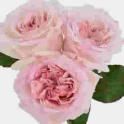 Garden Rose O'Hara Light Pink -Flower Plants Sales 2024 06403E Garden Rose O Hara Light Pink