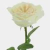 Garden Rose O'Hara White -Flower Plants Sales 2024 06405H Garden Rose O Hara White