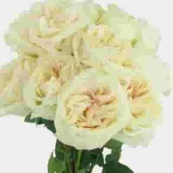 Garden Rose O'Hara White -Flower Plants Sales 2024 06405J Garden Rose O Hara White