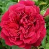 Garden Rose Tess Red