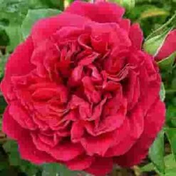 Garden Rose Tess Red