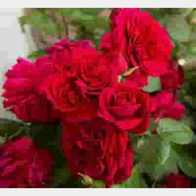 Garden Rose Tess Red 4 Garden Rose Tess Red - Image 2