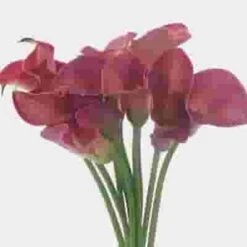 Calla Lily Mini Hot Pink Flower