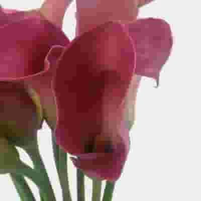 Calla Lily Mini Hot Pink Flower 5 Calla Lily Mini Hot Pink Flower - Image 3