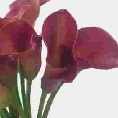 Calla Lily Mini Hot Pink Flower 4 Calla Lily Mini Hot Pink Flower - Image 2