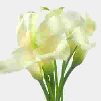 Calla Lily Mini White Flower Bulk 3 Calla Lily Mini White Flower Bulk