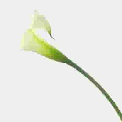 Calla Lily Mini White Flower Bulk 4 Calla Lily Mini White Flower Bulk - Image 2