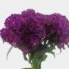 Dianthus Purple -Flower Plants Sales 2024 07422B Dianthus Purple