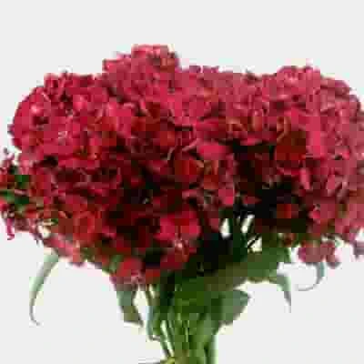 Dianthus Red 3 Dianthus Red