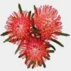 Protea Pincushion Red -Flower Plants Sales 2024 07425A Protea Pin Cushion Red