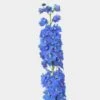 Hybrid Delphinium Light Blue Flower 1 Hybrid Delphinium Light Blue Flower -Flower Plants Sales 2024 07475B Hybrid Delphinium Light Blue