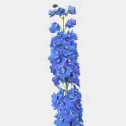 Hybrid Delphinium Light Blue Flower