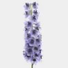 Hybrid Delphinium Purple -Flower Plants Sales 2024 07476B Hybrid Delphinium Purple