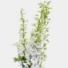 Hybrid Delphinium White Flowers -Flower Plants Sales 2024 07477C Hybrid Delphinium White