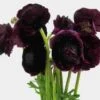 Burgundy Ranunculus Flower -Flower Plants Sales 2024 07480C Burgundy Ranunculus Flower