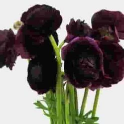 Burgundy Ranunculus Flower