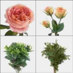 Garden Rose DIY Flower Pack