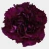 Purple Carnation Flowers - Fancy