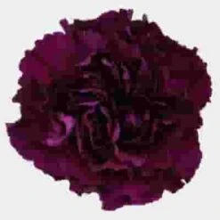 Purple Carnation Flowers - Fancy