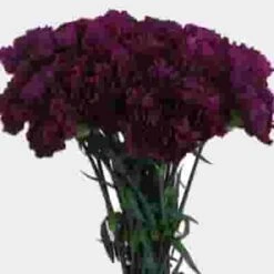Purple Carnation Flowers - Fancy -Flower Plants Sales 2024 07619F Carnations Purple Fancy