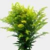 Golden Solidago -Flower Plants Sales 2024 07622B Golden Solidago