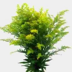 Golden Solidago