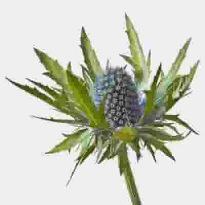 Thistle Eryngium Blue Flowers - Bulk 5 Thistle Eryngium Blue Flowers - Bulk - Image 3