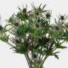 Thistle Eryngium Blue Flowers - Bulk -Flower Plants Sales 2024 07638D Thistle Eryngium Blue Flower