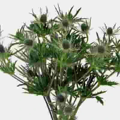 Thistle Eryngium Blue Flowers - Bulk 3 Thistle Eryngium Blue Flowers - Bulk