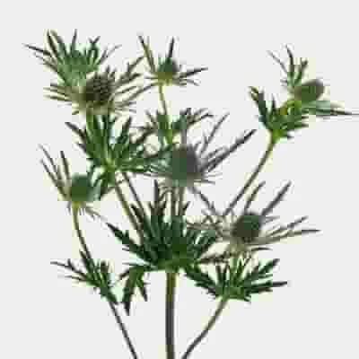 Thistle Eryngium Blue Flowers - Bulk 4 Thistle Eryngium Blue Flowers - Bulk - Image 2