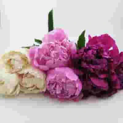 Peony ASSORTED Colors Pack (120 Stems) 3 Peony ASSORTED Colors Pack (120 Stems)