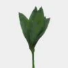 Aspidistra Greenery -Flower Plants Sales 2024 07648B Aspidistra Greenery