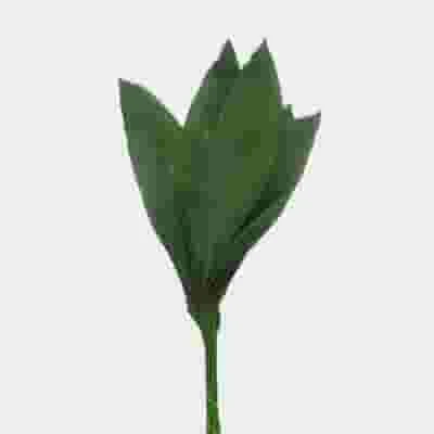 Aspidistra Greenery 3 Aspidistra Greenery