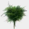 Plumosus Fern Greenery -Flower Plants Sales 2024 07650A Plumosus Fern Greenery