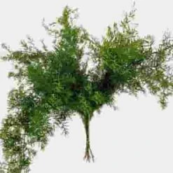 Sprengeri Fern Greenery