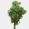 Pittosporum Variegated Greens -Flower Plants Sales 2024 07653B Pittosporum Variegated Greens