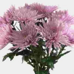Spider Anastasia Lavender Flower -Flower Plants Sales 2024 07654B Spider Anastasia Lavender Flower