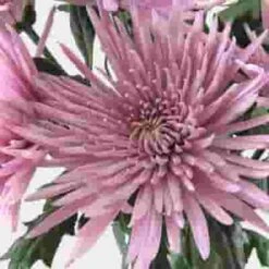 Spider Anastasia Lavender Flower -Flower Plants Sales 2024 07654C Spider Anastasia Lavender Flower