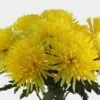 Spider Anastasia Yellow Flower -Flower Plants Sales 2024 07655B Spider Anastasia Yellow Flower
