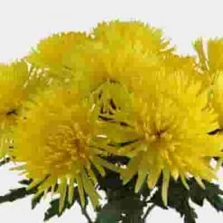 Spider Anastasia Yellow Flower