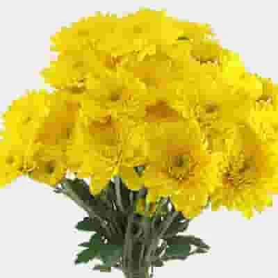Cushion Pompon Yellow Flowers 3 Cushion Pompon Yellow Flowers