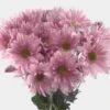 Pompon Daisy Lavender Flowers 1 Pompon Daisy Lavender Flowers -Flower Plants Sales 2024 07658A Pompon Daisy Lavender Flowers