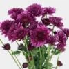 Cushion Pompon Purple Flowers -Flower Plants Sales 2024 07659B Cushion Pompon Purple Flowers