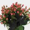 Hypericum Pink 1 Hypericum Pink -Flower Plants Sales 2024 07662B Hypericum Pink