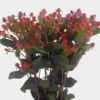 Hypericum Excellent Flair -Flower Plants Sales 2024 07663A Hypericum Excellent Flair