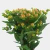 Hypericum Peach Berries 2 Hypericum Peach Berries -Flower Plants Sales 2024 07665A Hypericum Peach Berries