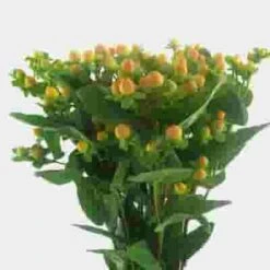 Hypericum Peach Berries